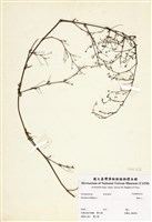 藏品(黃細心)的圖片